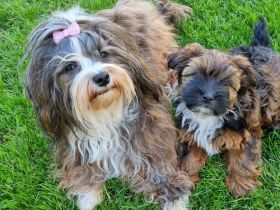 von den Schutterner Bärle