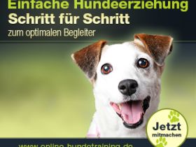 Online Hundeschule
