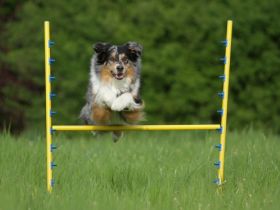 LieblingshundeSchule