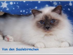 Von den Saalebirmchen