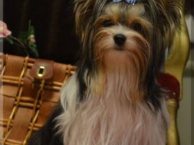 Zaylin Wonder of the World