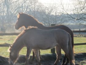 Tierheilpraxis Pferd, Hund & Katze
