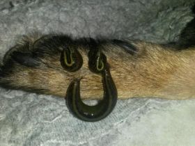 Blutegeltherapie-für-Tiere Franziska Schmitt