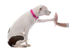 Spiegelbild-Hund / HuTa die Pfoteninsel