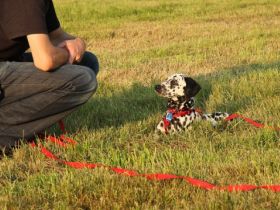 Guthund - Duales Lernsystem