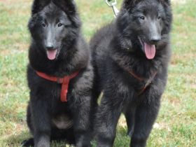 deu Chateau de Montmirail