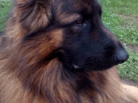 Merlin vom Hirschberg