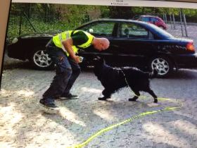 Die Hundeschule mit AHA Effekt