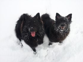 von den Mönchswaldspitzen