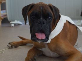 Tierheilpraxis Cornelia Köhler