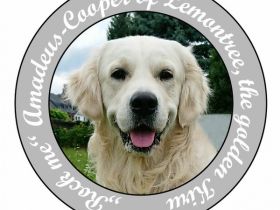 Rock me Amadeus-Cooper of Lemontree, the golden Kiru