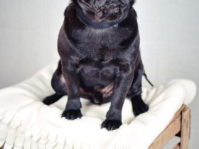 Adam vom kleinen Muck