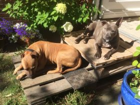 Hundepension am Turm