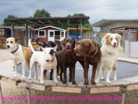 Hundetagesstätte im Hundezentrum Aschaffenburg
