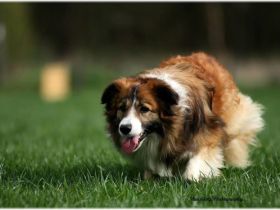 Deu (VDH) Ch Companion's Herbert For Brains 'n Beauty