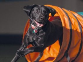 Hundesportzentrum Dog Dream Borchen