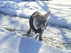 Französische Bulldoggen Welpen mit Ahnentafel