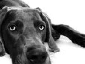 Tierarztpraxis Dr. W. Harr