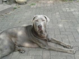 Anaru from the Whine Valley