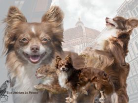 Nat. & Int. Champion Deckrüde