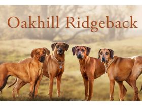 Oakhill Ridgeback