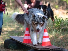 Hundeschule Bellodrom Eberswalde u. Windhundauslauf
