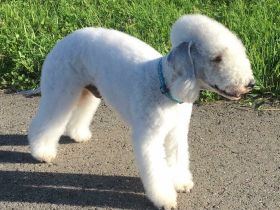 Chaccone Garden Calypsa