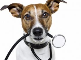 Tierheilpraxis Rodensteiner Land