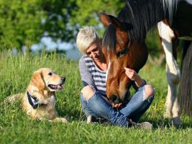 Hundetrainer on tour