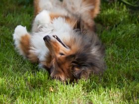 Pfotenstarke Hundebetreuung - Tagesbetreuung /HUTA