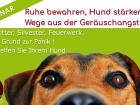 Feuerwerk, Geräusche, Gewitter: kein Grund zur Panik ► 27.12.2024