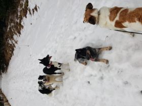 Tierheilpraxis Cornelia Posey