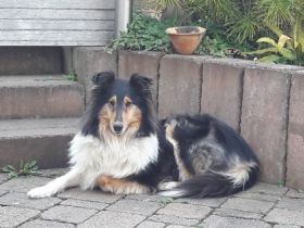 Rosenberg Tierbetreuung