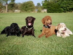 Hundepension Gut Fronhof