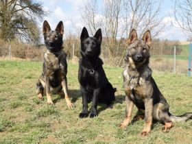 von der Schwertfellnerfarm