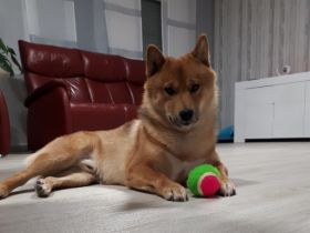 Ouji Kennel if Summerhill