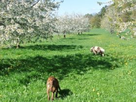 Urlaub mit Hund in der fränkischen Schweiz