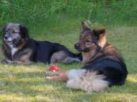 Bärbels Hundepension