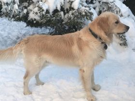 Golden Ocean vom Sulzbacher Scheuerberg