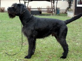 HELLBOY of Royal's Island