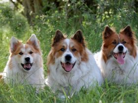 Hundezentrum Emsland