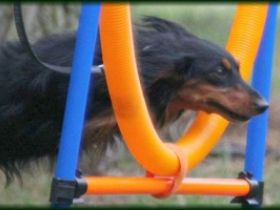 DTK Leipzig e.V. - Verein für Dackel und kleine Hunde