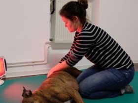 RunDogs Hundephysiotherapie