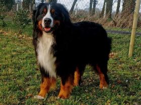 Benito Baku von den Brüner Höhen