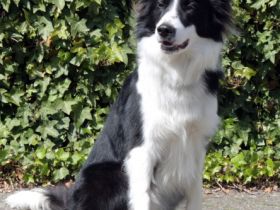 Star Guardian's "Chip" Skydancer