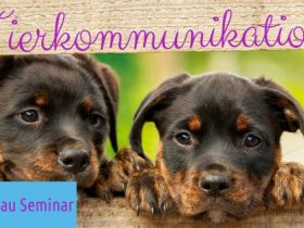 Tierkommunikation Aufbau Seminar_Andrea Schädel