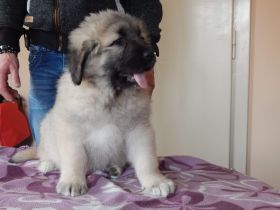 4 Mädchen und 3 Jungs Welpen