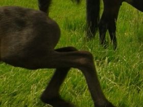 Tierheilpraxis Mirja Meyer-Reiling