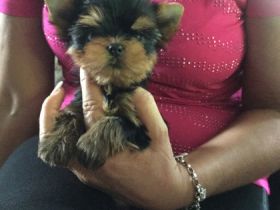 Bildschöne kleine feine Yorkshire Terrier Babys