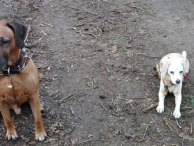 Hundeausführservice Dogs in Nature